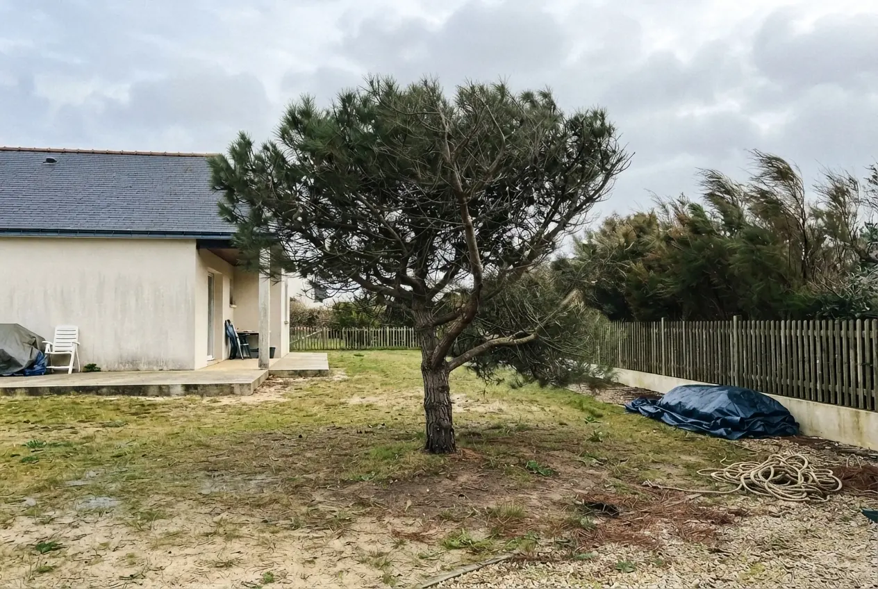 Pin allégé après taille douce à Larmor-Plage
